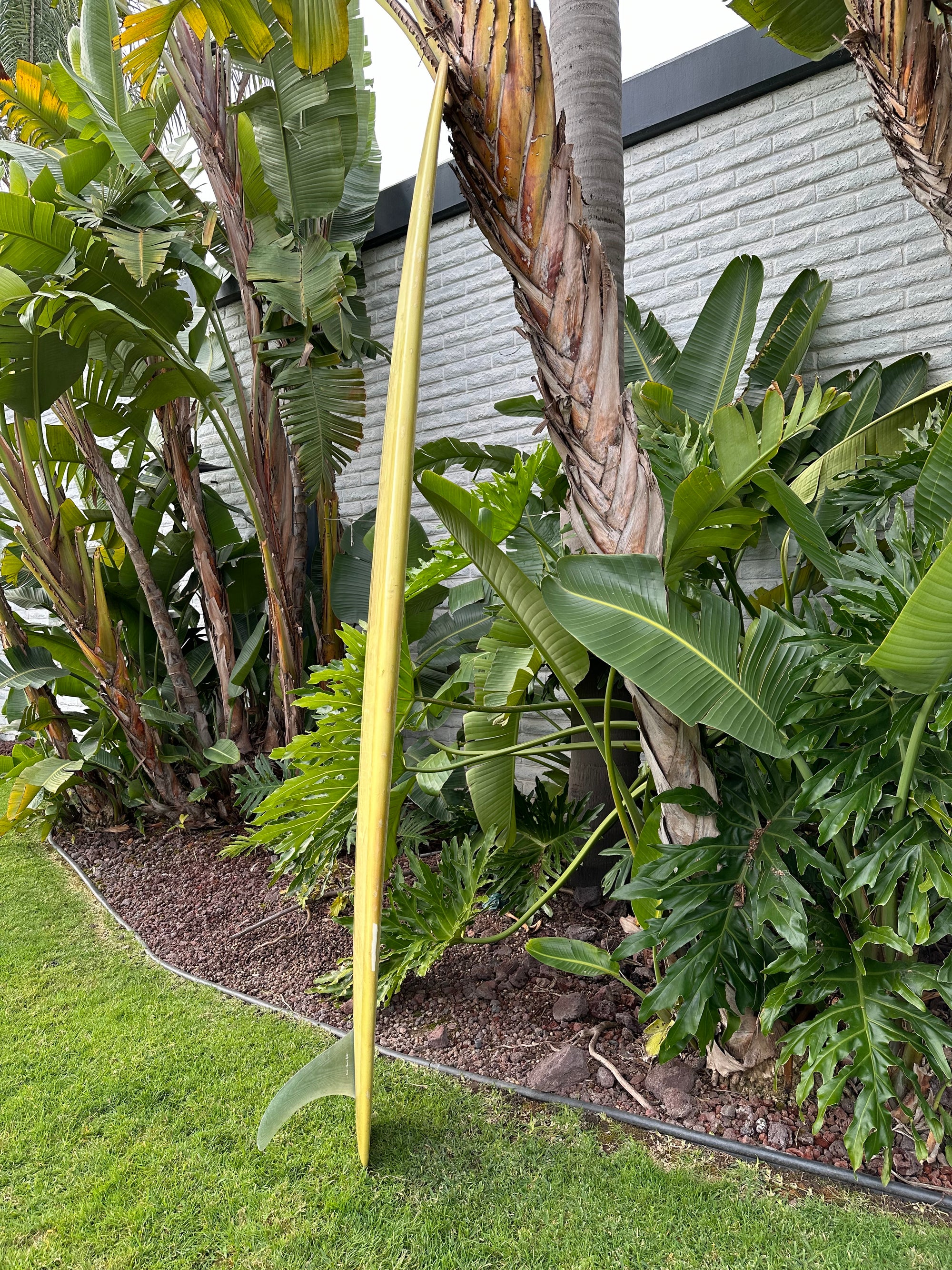 9'7" Gato Heroi Playboy (Used)