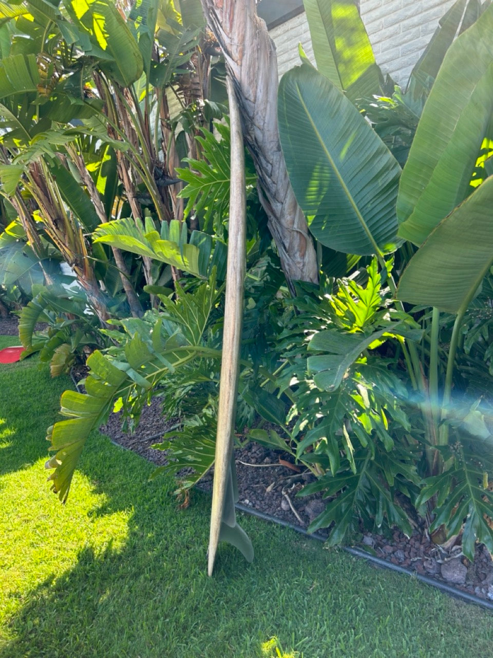 7'6" Andreini Agave Bonzer