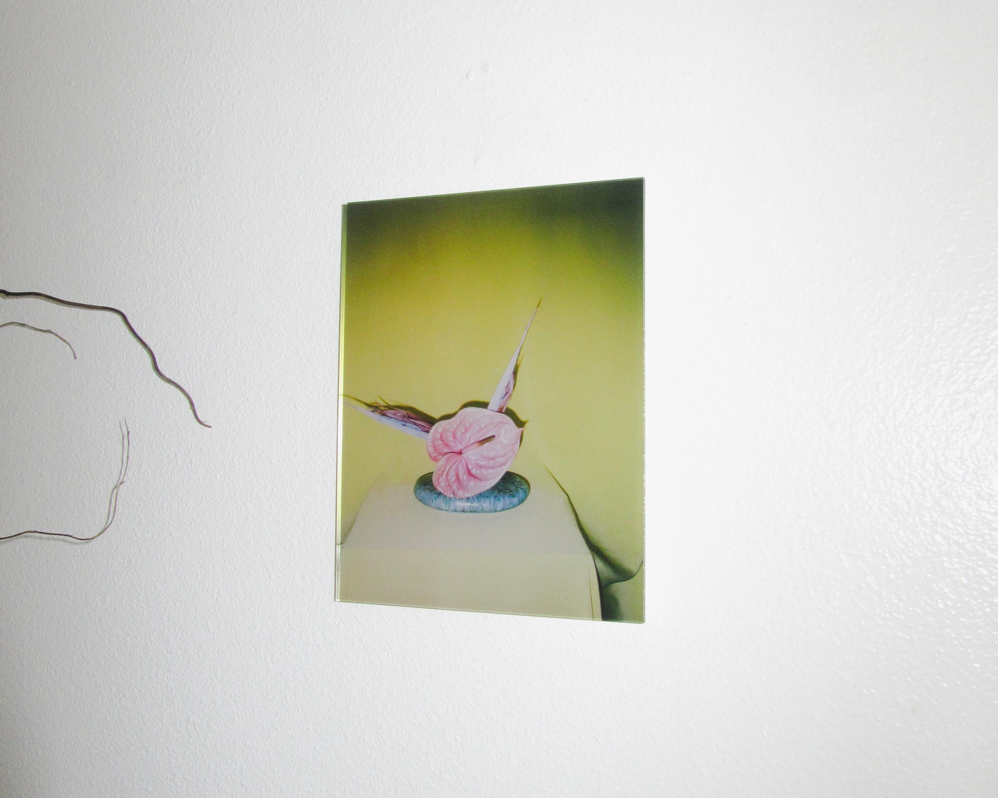 Daniella Murphy, "vein coquette" anthurium, bird of paradise, 35mm C-print mounted on acrylic.