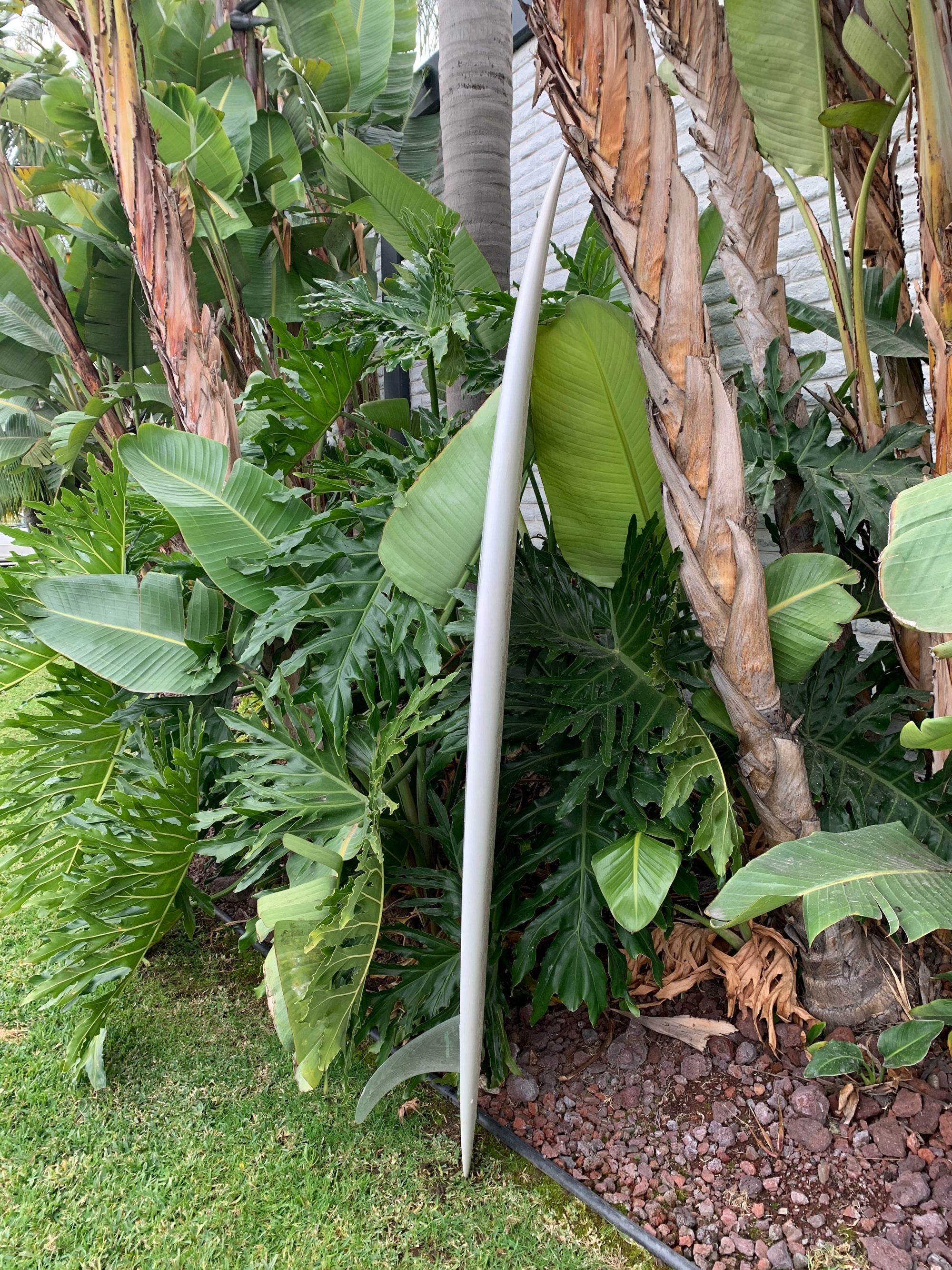 7'3" Arenal Speed Egg (Used)