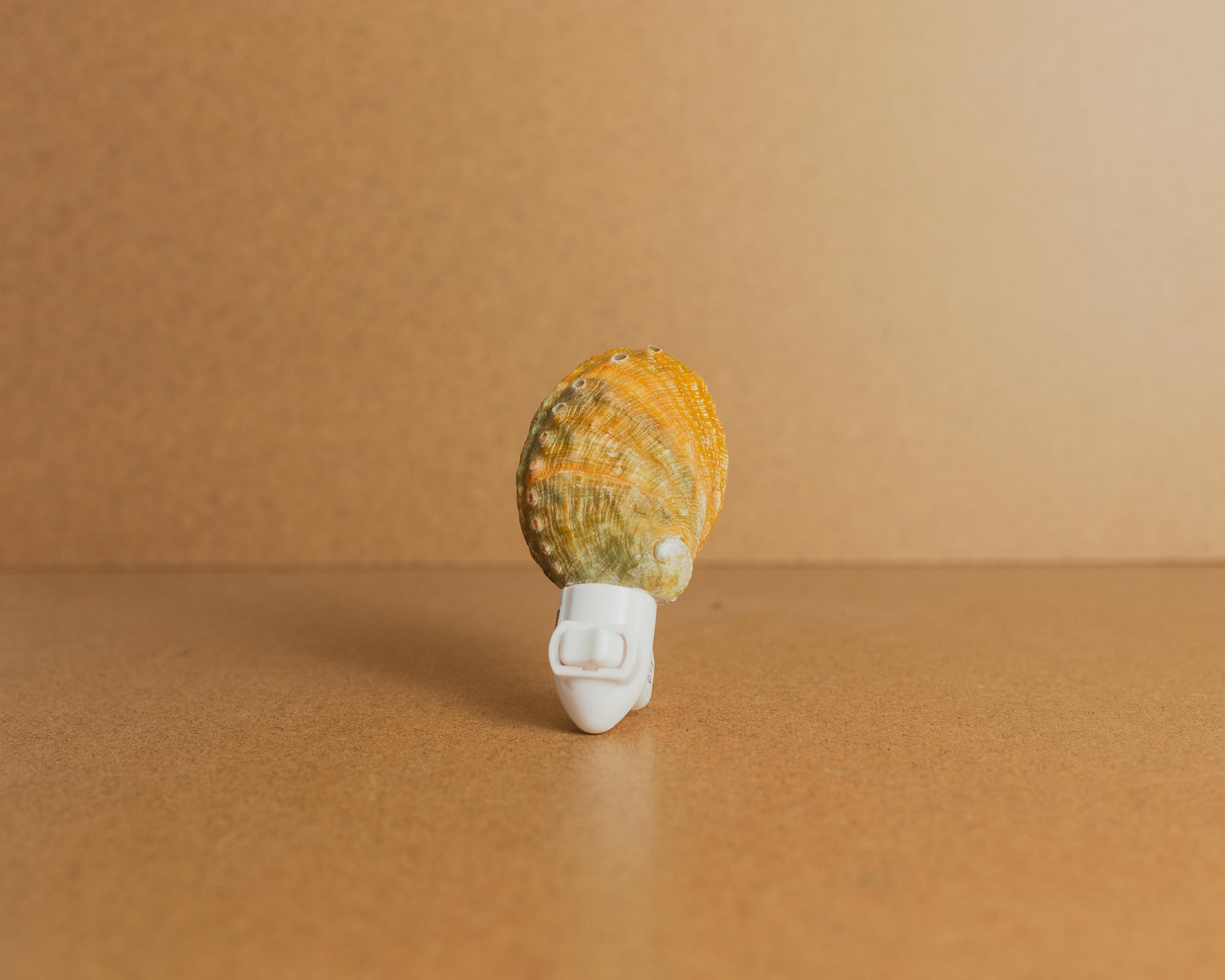 Seashell Nightlights