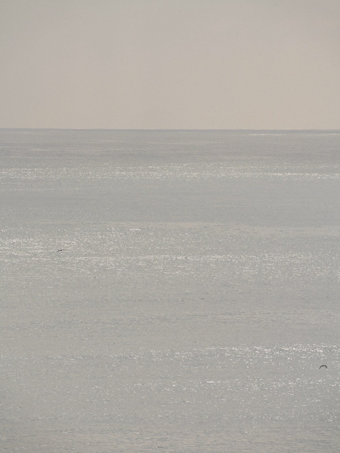 Daydream Blackies Beach Shorts by Naluto Trunks